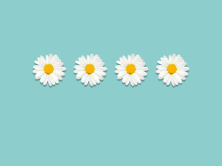 Chamomiles Top view photo in minimal style  Four blooming daisy flowers on light blue background