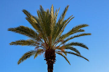 Obraz na płótnie Canvas palm tree at blue sunny day