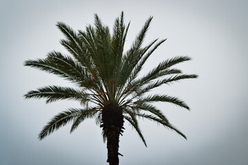 palm tree in very rainy day