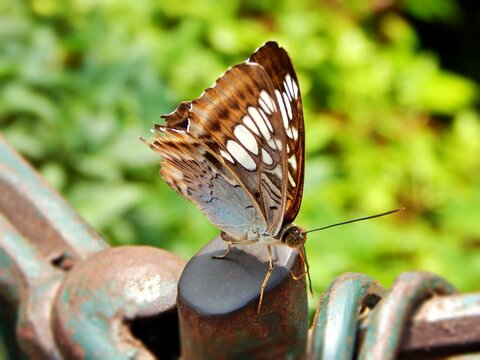 butterfly on a handrail
