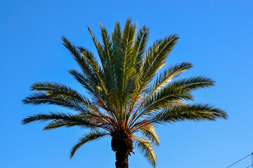 palm trees blue day