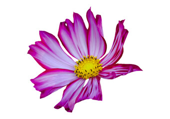 purple flower with yellow stamens on white background