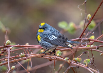 Yellow-rumped Warbler