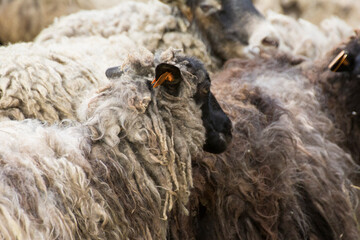 profile of a ram's mouth against the background of a herd of rams - obrazy, fototapety, plakaty