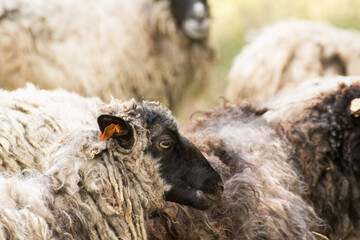 profile of a ram's mouth against the background of a herd of rams - obrazy, fototapety, plakaty