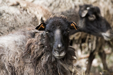 a ram's mouth on the background of a herd of rams - obrazy, fototapety, plakaty