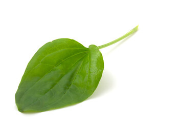 Plantain leaf, medicinal plant isolated on white background.