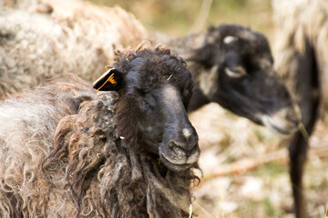 a ram's mouth on the background of a herd of rams - obrazy, fototapety, plakaty
