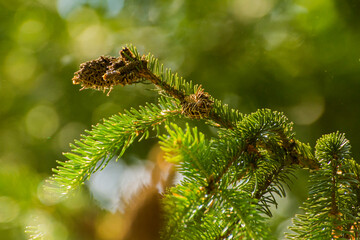 green twigs of spruce on the background of green nature © Paulina
