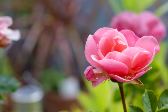 Background image of roses. Colored fresh pastel color roses. Rose bush in the garden. Close-up on rose petals. Rose bush on the balcony garden