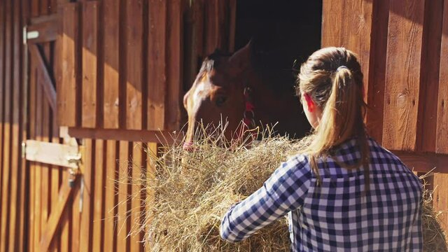 Young girl feeding fresh hays to her dark brown horse in the stall. Girl putting hays inside the stall from the window. Feeding horses and taking care of them. 