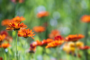 Pot Marigold (Calendula officinalis) on blur background. Orange flowering medicinal plant of the...