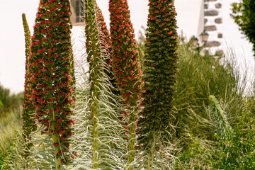 Echium wildpretii pertenece a la familia Boraginaceae