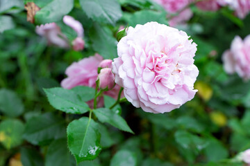 Pink rose in garden.Flowers in summer time.Vertical orientation.Vertical orientation