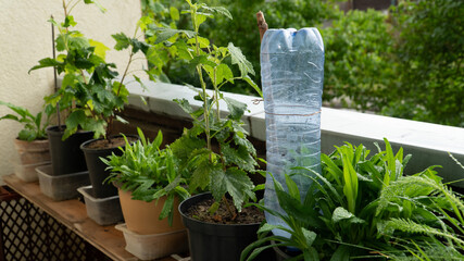 A close-up view of the potted balcony plants in the summer season with a DIY type watering system made from a PET bottle. Home-made things for gardening works improvement.