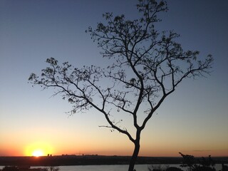 arvore do cerrado + por do sol - Brasilia/DF
