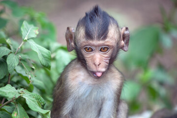 可愛いサル