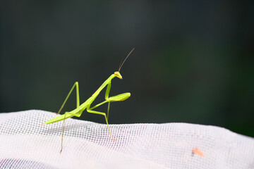 網の上にいるカマキリの赤ちゃん