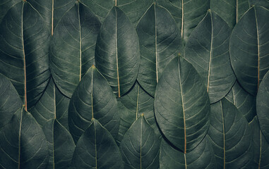 Obraz premium beautiful background with the image of tree leaves. marco photo leaflet. nature.