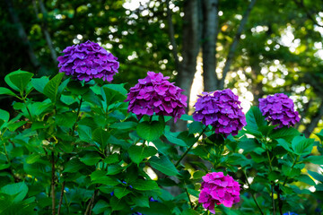 長崎鼻のアジサイ