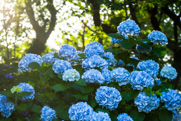 長崎鼻のアジサイ