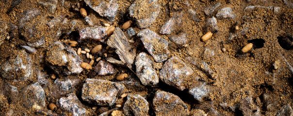 Anthill on the road with many small black ants