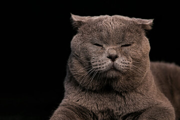 Fototapeta na wymiar portrait of a sleeping cat
