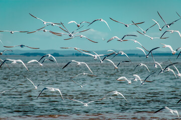 Vuelo de Gaviotas