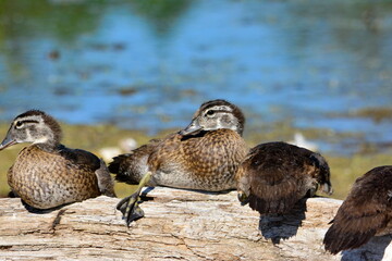 Wood duck babies gathered together on a log in Ontario, Canada.