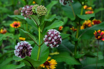 A perennial ornamental plant Asclepias syriaca blooms in summer.