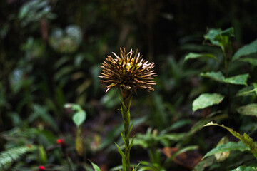 flower in the garden
