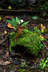 moss on the rock