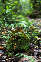 moss on the rock