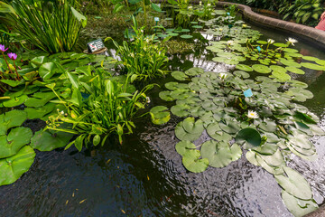 Aquatic plants and fish