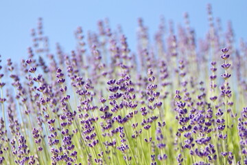 Naklejka premium Field of Lavender, Lavandula angustifolia, Lavandula officinalis 
