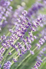 Field of Lavender, Lavandula angustifolia, Lavandula officinalis 