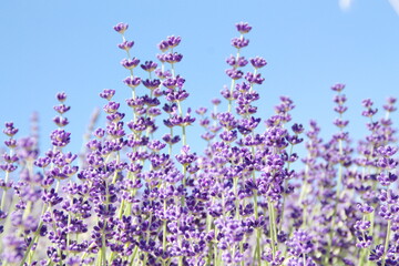 Obraz premium Field of Lavender, Lavandula angustifolia, Lavandula officinalis 