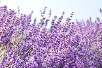 Obraz premium Field of Lavender, Lavandula angustifolia, Lavandula officinalis 
