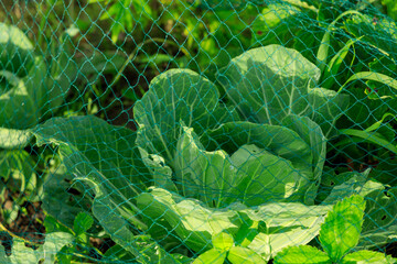 防鳥ネットをかけた野菜　畑　家庭菜園