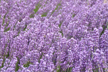 Obraz premium Field of Lavender, Lavandula angustifolia, Lavandula officinalis 