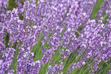 Obraz premium Field of Lavender, Lavandula angustifolia, Lavandula officinalis 