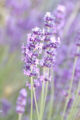 Naklejka premium Field of Lavender, Lavandula angustifolia, Lavandula officinalis 