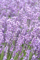 Obraz premium Field of Lavender, Lavandula angustifolia, Lavandula officinalis 