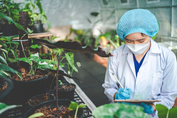 agriculture garden plant in modern greenhouse, nature flower in farm, vegetable leaf plantation for...