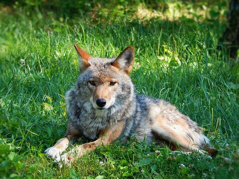 coyote in the grass