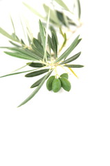 Branch of  olive with fruits,  mediterranean olive tree, Olea europeana sylvestris  on white background