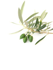 Obraz na płótnie Canvas Branch of olive with fruits, mediterranean olive tree, Olea europeana sylvestris on white background