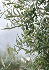 Olive tree with fruits,  mediterranean olive tree, Olea europeana sylvestris 