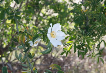 Fototapeta premium White rose hip, rose haw, morning light