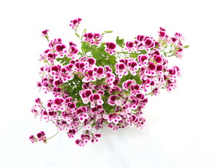 Pelargonium crispum 
